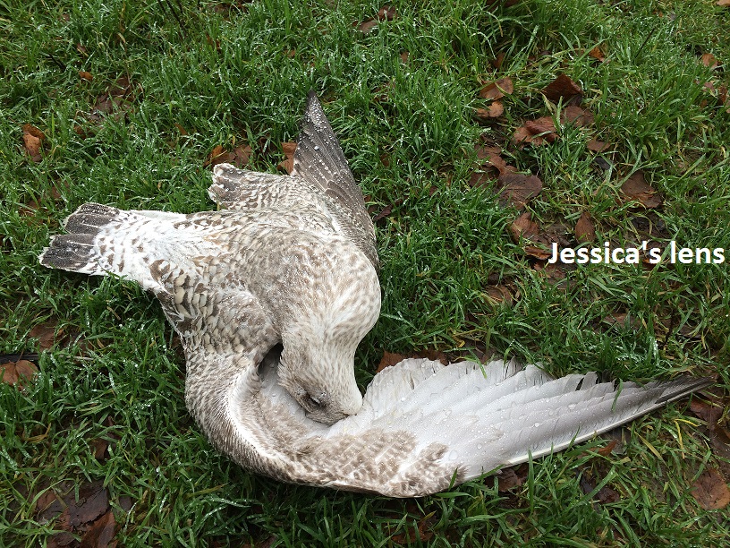 Gone but not forgotten