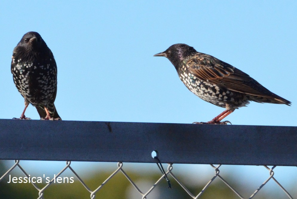 Starlings