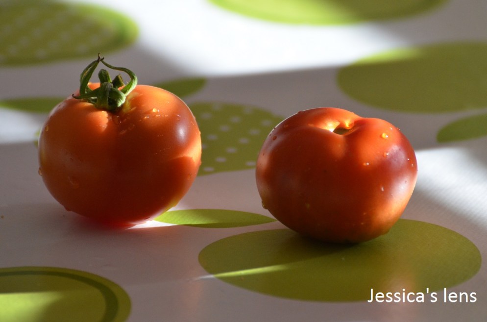 norderas-bush-tomato-and-matina