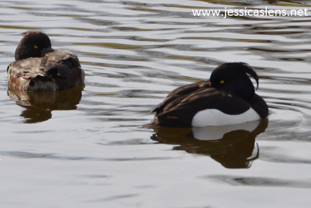 Tufted ducks