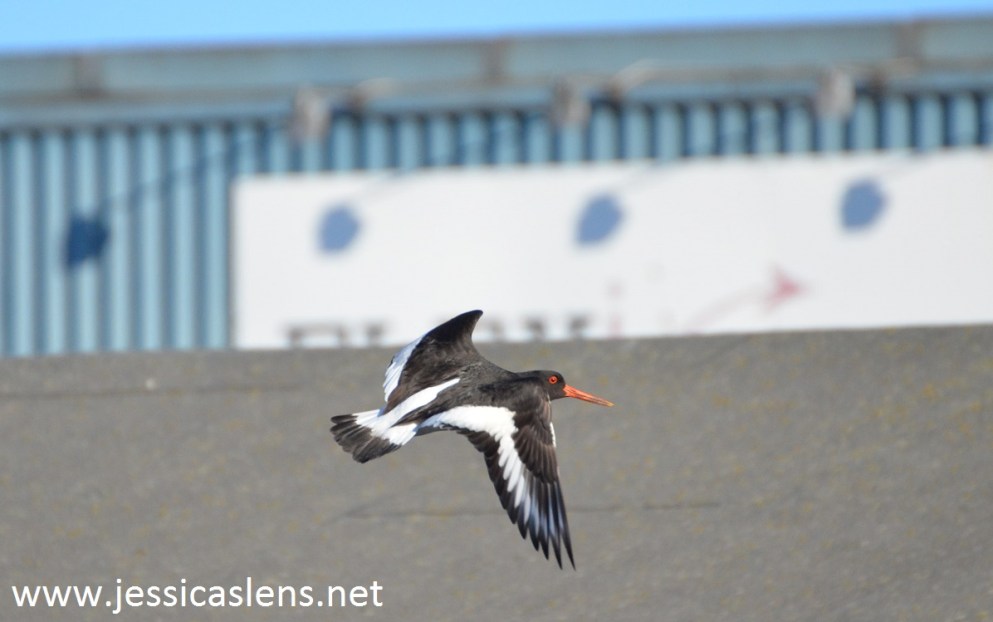 The Eurasian oystercatcher