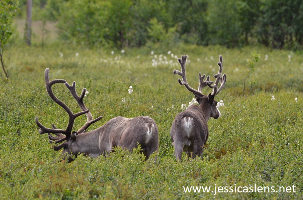 Reindeer Sør Varanger